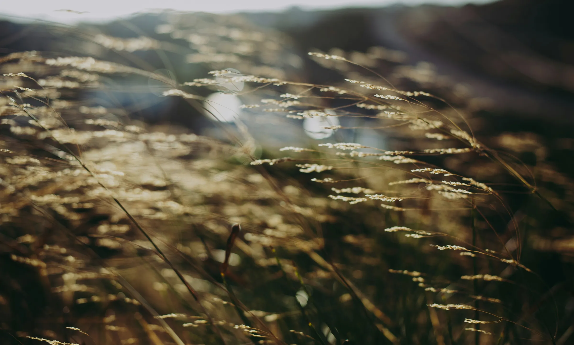Wind is playing with the grass and they are dancing and enjoying the magical moment in their lives. Tinos, Greece